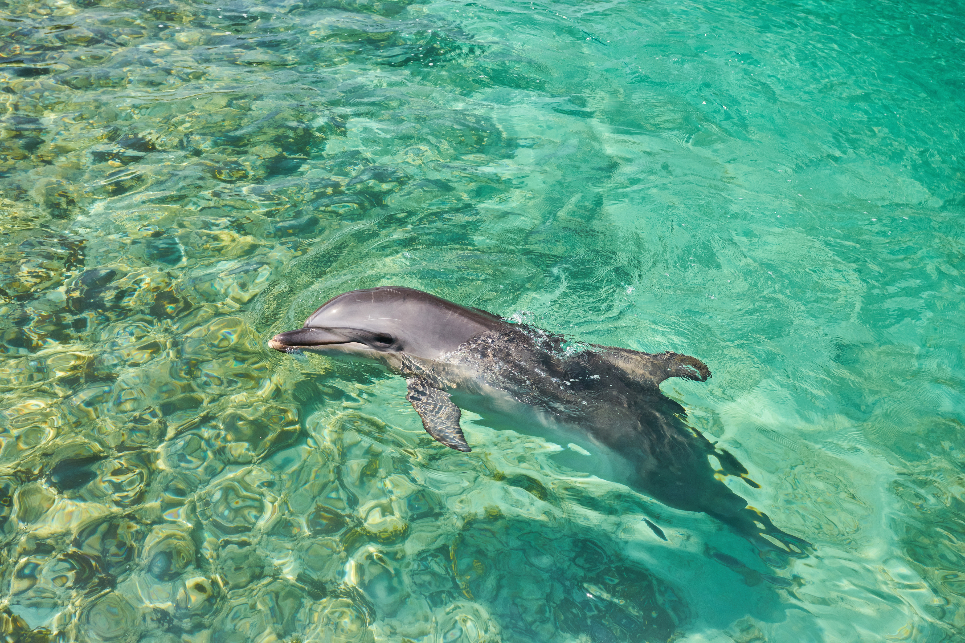 Dolphin Safari